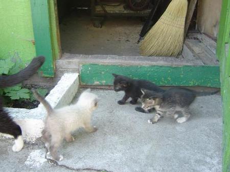 Прикачена снимка