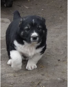 Прикачена снимка
