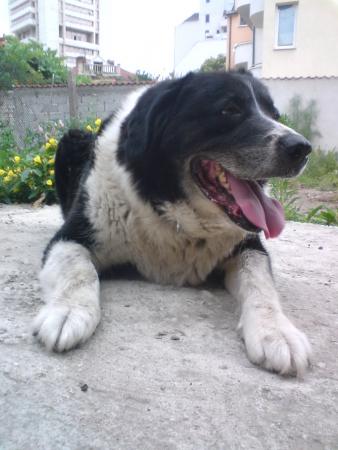 Прикачена снимка