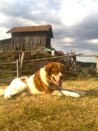 Прикачена снимка
