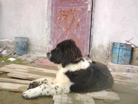 Прикачена снимка