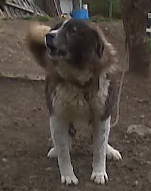 Прикачена снимка