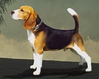 Прикачена снимка