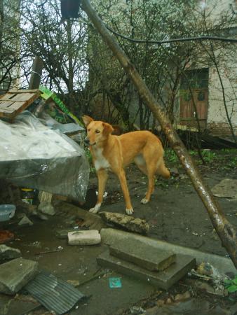 Прикачена снимка