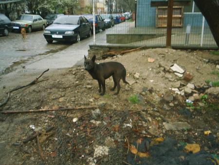 Прикачена снимка