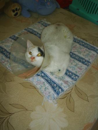 Прикачена снимка