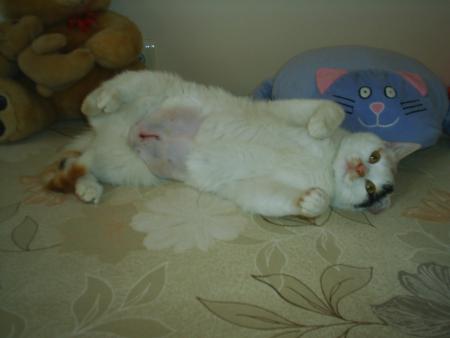 Прикачена снимка