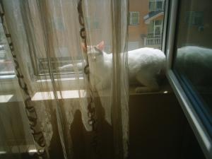 Прикачена снимка