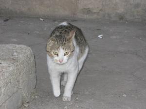 Прикачена снимка