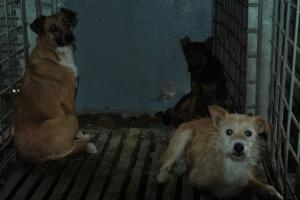 Прикачена снимка