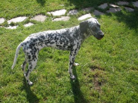 Прикачена снимка