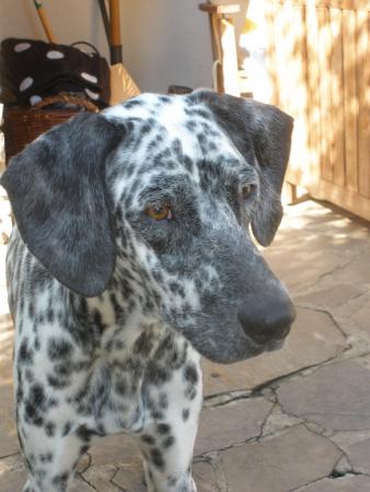 Прикачена снимка