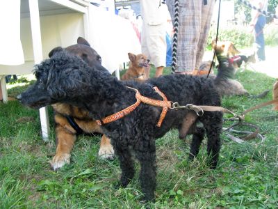 Прикачена снимка