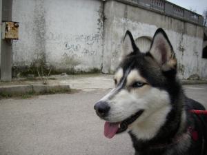 Прикачена снимка