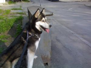 Прикачена снимка