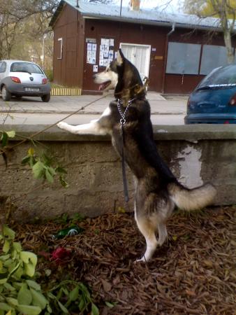 Прикачена снимка