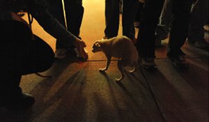 Прикачена снимка