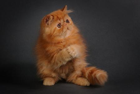 Прикачена снимка
