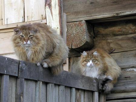 Прикачена снимка