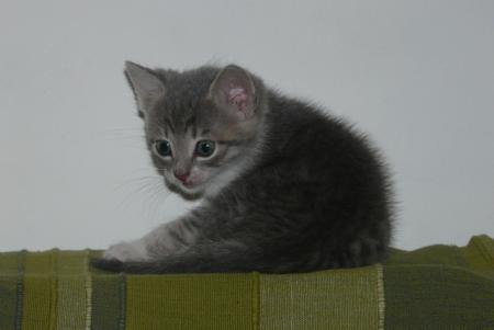 Прикачена снимка