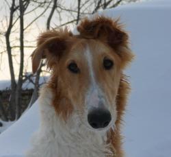 Прикачена снимка