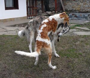 Прикачена снимка