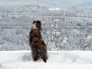 Прикачена снимка