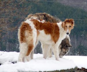 Прикачена снимка