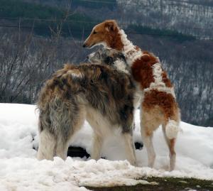 Прикачена снимка