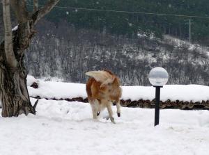 Прикачена снимка