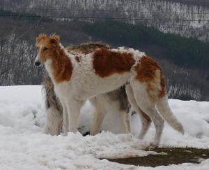Прикачена снимка