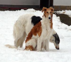 Прикачена снимка