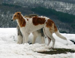 Прикачена снимка