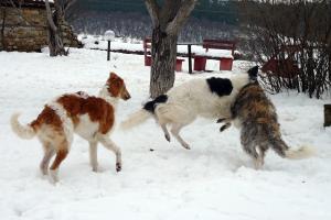 Прикачена снимка
