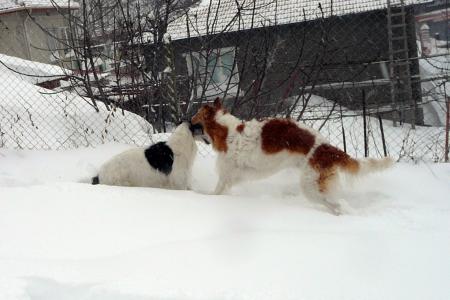 Прикачена снимка