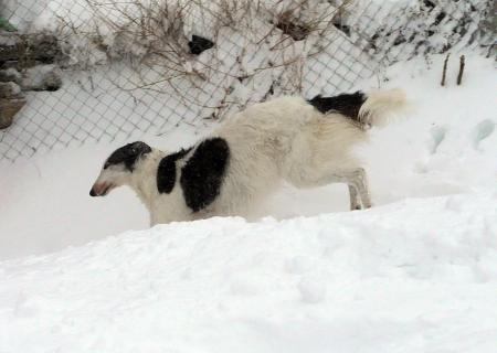 Прикачена снимка