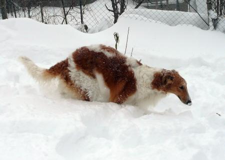 Прикачена снимка