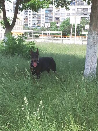 Прикачена снимка