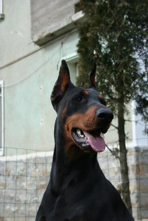 Прикачена снимка