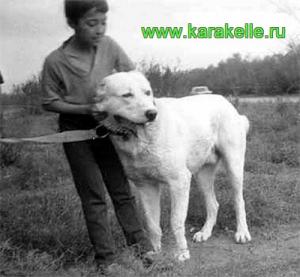 Прикачена снимка