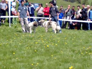 Прикачена снимка