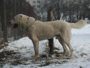 Прикачена снимка