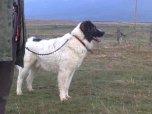 Прикачена снимка