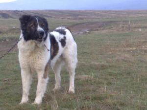 Прикачена снимка