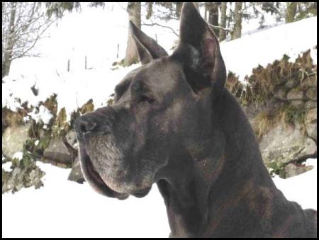 Прикачена снимка