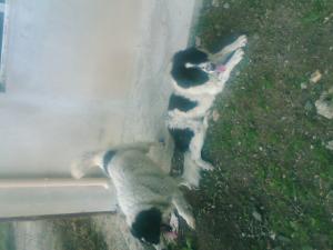 Прикачена снимка