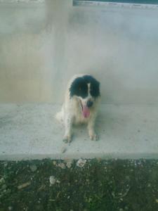 Прикачена снимка