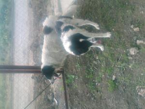 Прикачена снимка