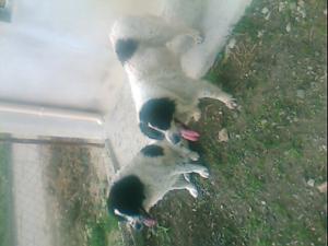 Прикачена снимка