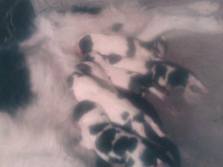 Прикачена снимка